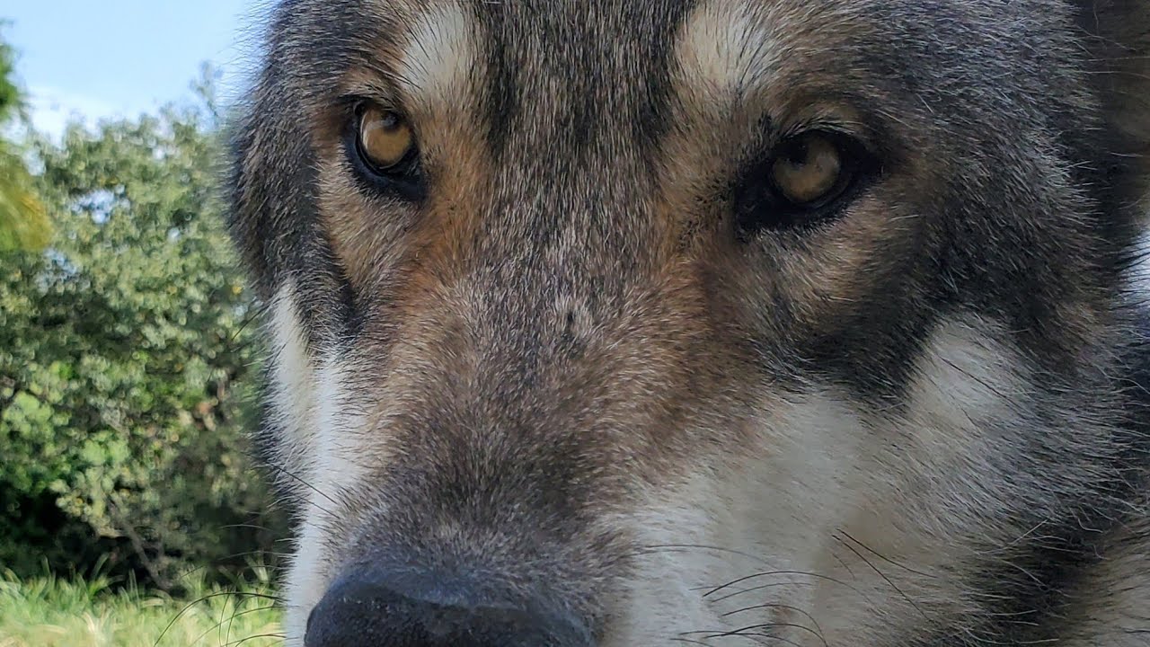 狼犬のマジモード？！毛が逆立つ瞬間!!