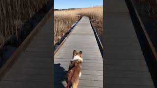 Wait until the end!  Shelties are so funny! #shorts #sheltie #dog