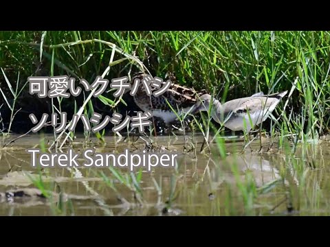 【可愛いクチバシ】ソリハシシギ Terek Sandpiper