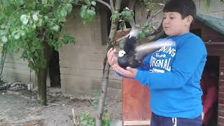 Yeni Aldığım Kuşlar Hepsi Süper Arkadaşım Berkenin Tanımı Ve Benim Ve Berkenin Terciğleri