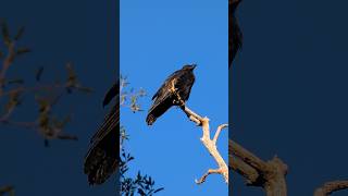 American Crow🐦‍⬛Silent Sentinel #americancrow