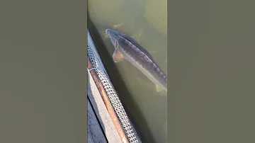 Рыба не может нырнуть! Наглоталась воздуха. #shorts #short #shortvideo #fishing ￼