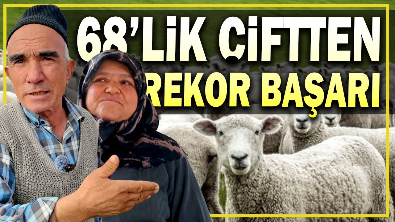 68 Yaşında Rekor Başarı! 100 Koyundan 200 Kuzu Aldı - Koyundan Kazanmanın Sırrını Anlattı