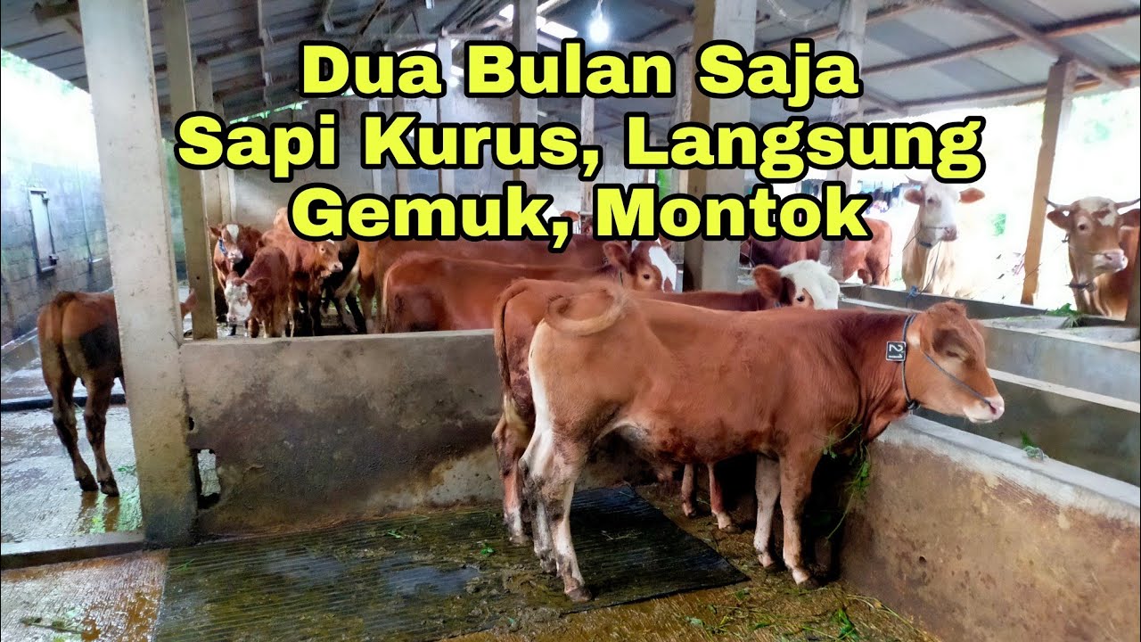 Langsung GEMUK dengan Cara Sangat Mudah