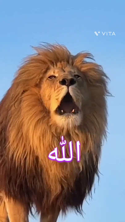 sher Allah Allah bol raha hai#shortvideo