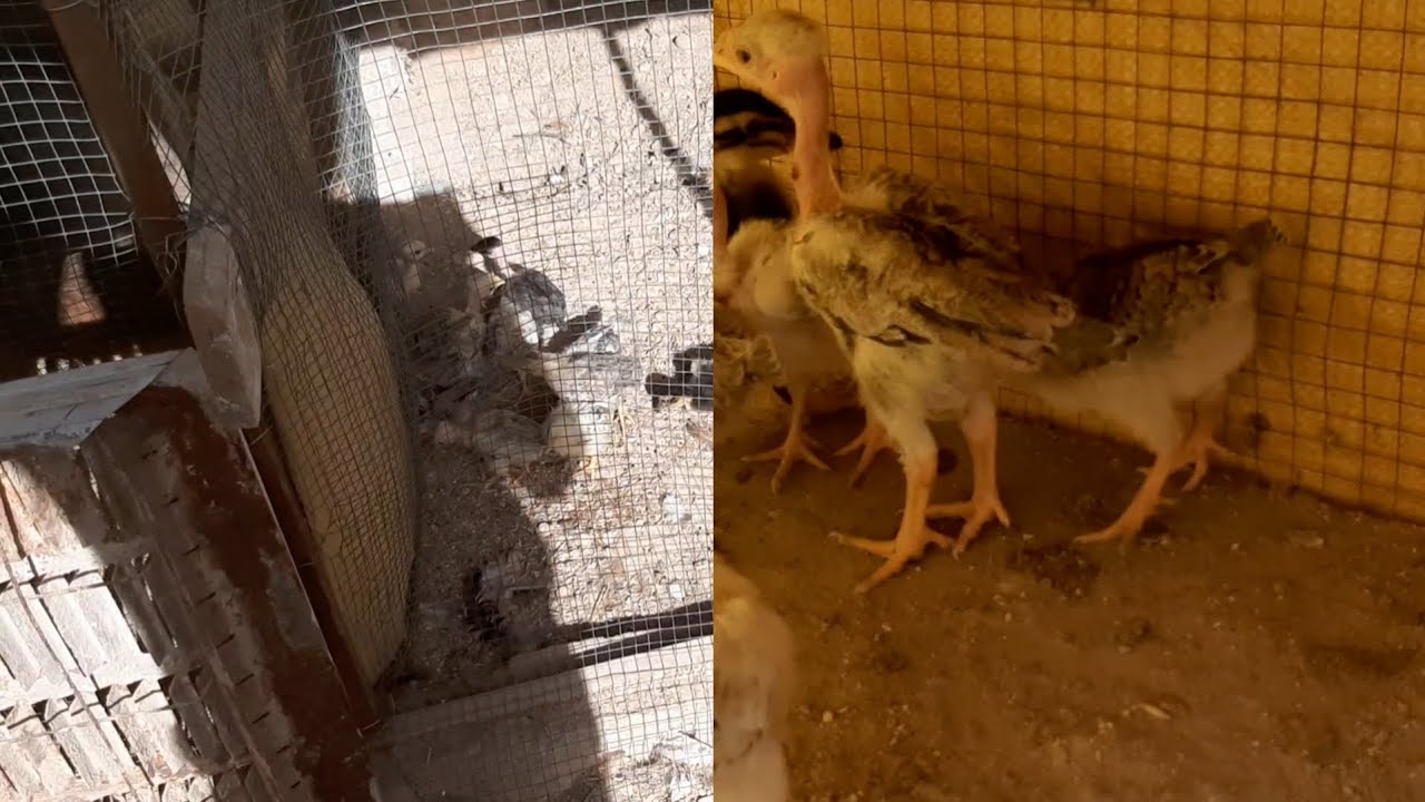 طلعت الكتاكيت🐥 يشمسن☀️