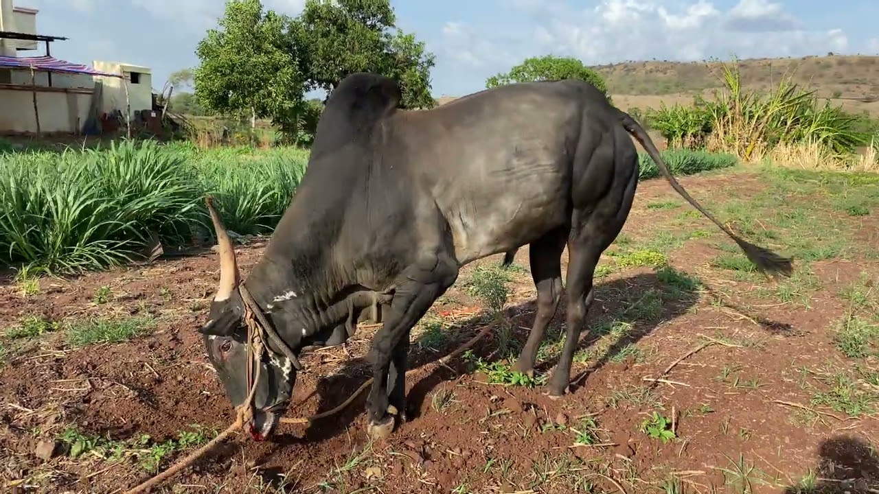 सर्जा वळू । काळुराम लंगोटे, वाफगाव | फोन: +917350952972 | Khillar Maharashtrachi Shaan 2022