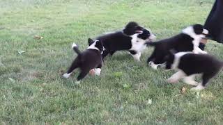 Border Collie Puppies For Sale