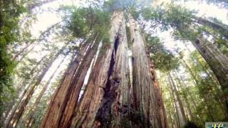 ... the coast redwood or california — sequoia sempervirens is sole
living species of genu...