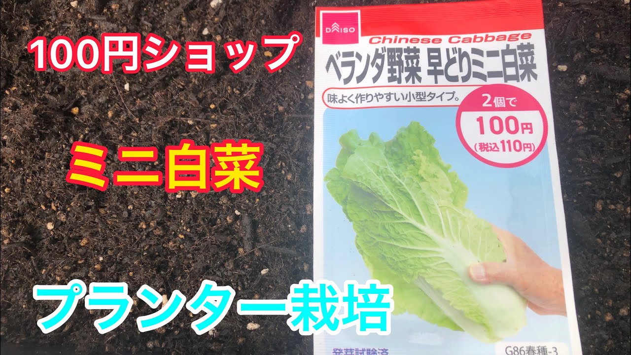 ダイソーのミニ白菜の種育ててみよう 種蒔き Youtube