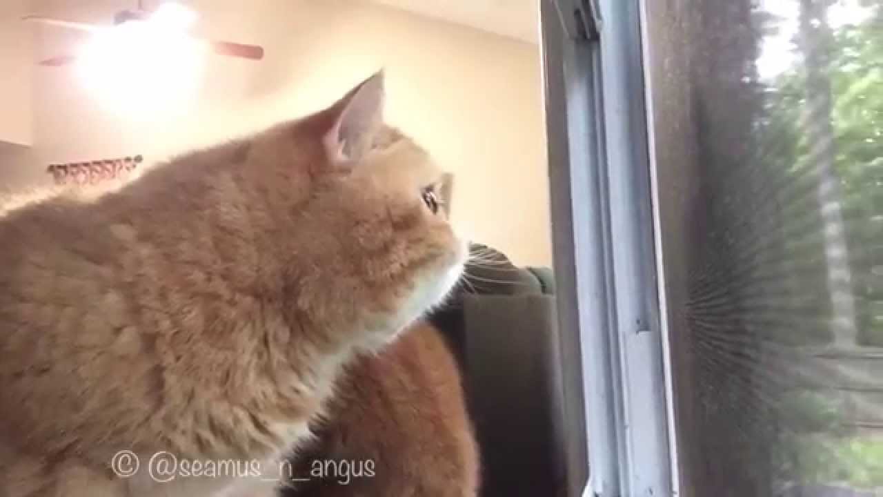 camera iphone 8 plus apk Seamus and Angus : Back Sassin' Birds