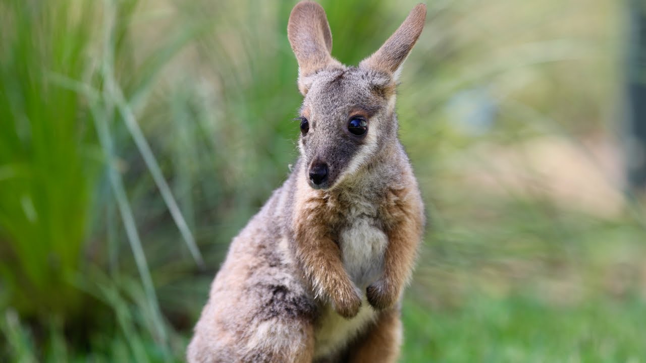WALLABY TAKES FIRST HOPS! The Australian Reptile Park YouTube