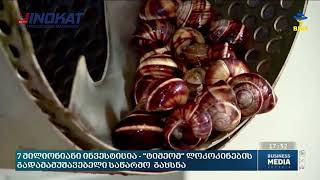 Snail - Shell processing technology - Equipped by INOKAT