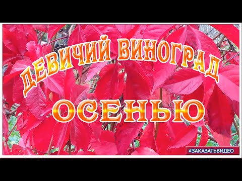 Видеофоны и футажи. Осенний видеофон Девичий виноград. Футажи для монтажа видео