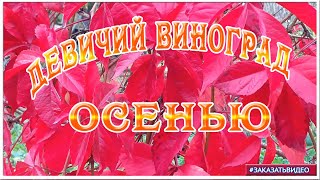 Видеофоны И Футажи.  Осенний Видеофон Девичий Виноград.  Футажи Для Монтажа Видео