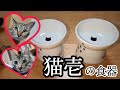 【猫の幸せを第一に】さっそく猫壱の脚付フードボウルでご飯を食べさせてみた！