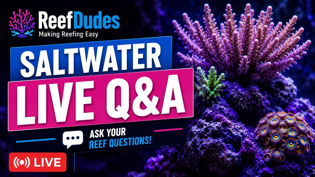 ReefDudes Live Saltwater Reef Chat Q&A