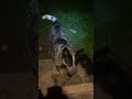 Хэви : космос, яблоки, тренировки, никакой личной жизни! #australianheeler #australiancattledog