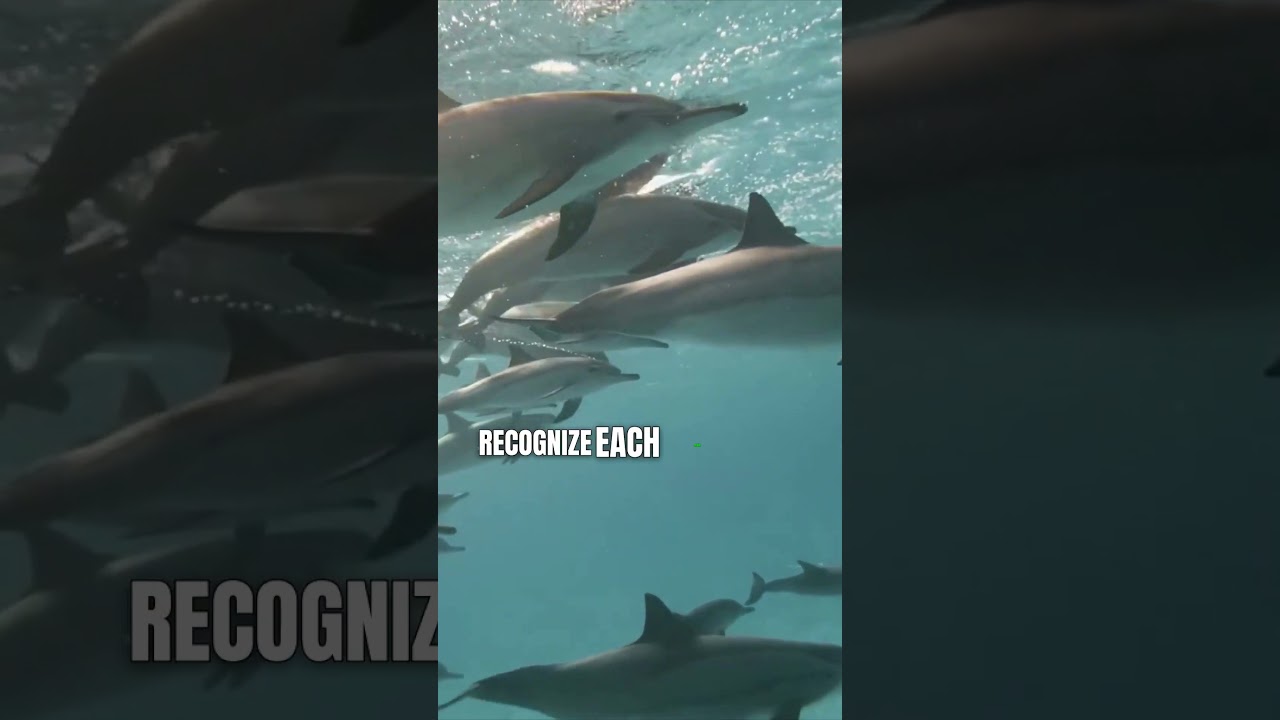 Dolphins develop early social skills and pass mark test