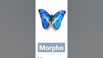Morpho #butterfly #google #3d #3danimation #animation