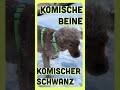 Fun Fact der Woche #goodmorningpets #podcast #funfact #känguru