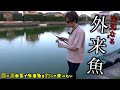 霞ヶ浦水系で外来魚を釣って食べようとしてみた【ダントウボウ、ギギ、アメリカナマズ】