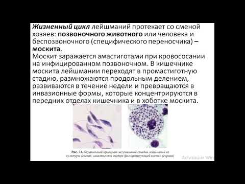 Видео: Специфична за Leishmania Infantum продукция на IFN-γ в стимулирана кръв от котки, живеещи в райони, където кучешката лайшманиоза е ендемична