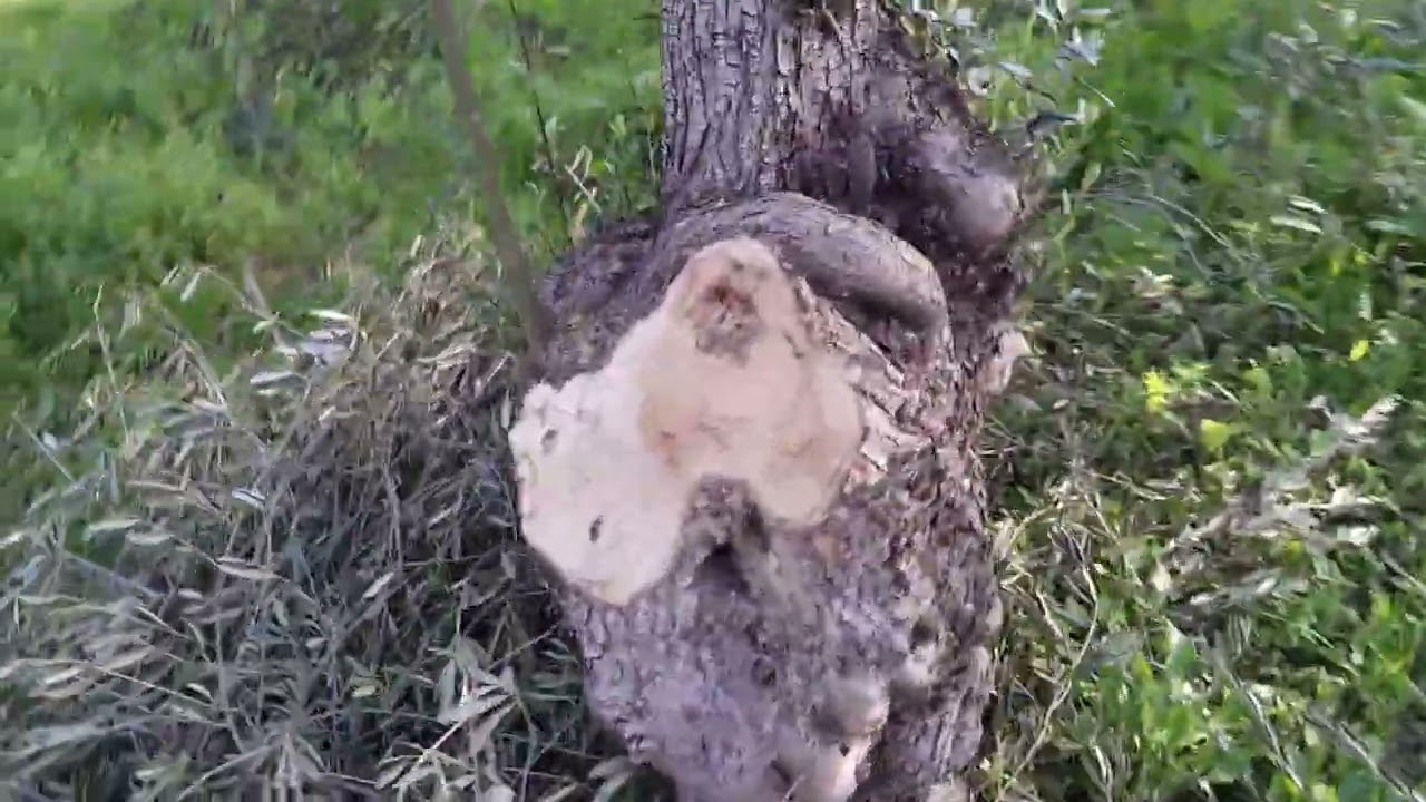 Cambiando los olivos de la poda al estilo 