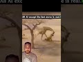      ولده  اهميه   