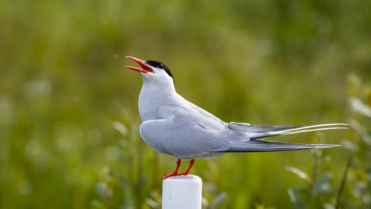 The Longest Migration on Earth : Arctic Terns