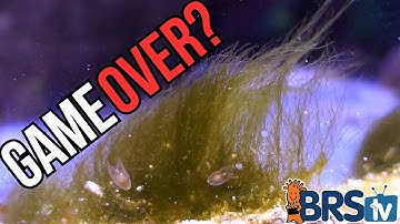 Help! I Wrecked My Tank Ep. 7 - Annihilate Green Hair Algae