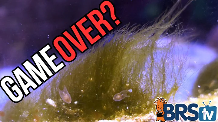 Help! I Wrecked My Tank Ep. 7 - Annihilate Green Hair Algae