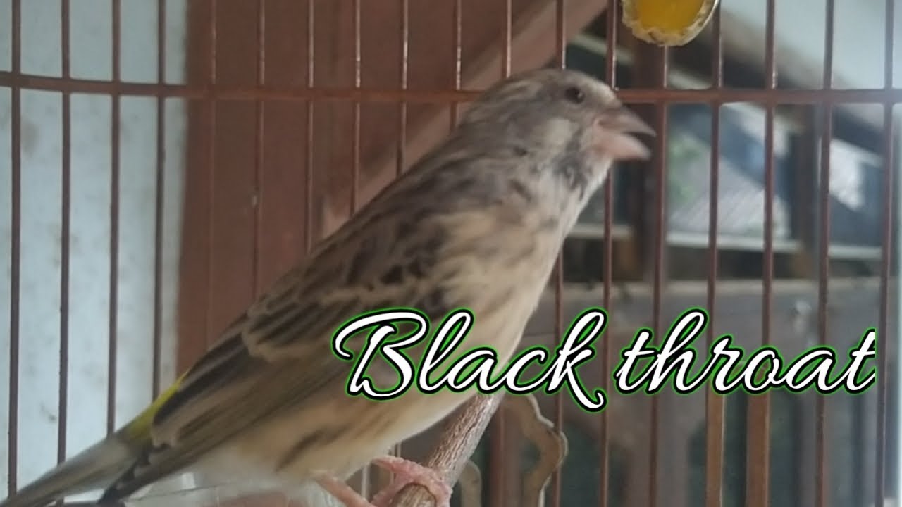 Black Throat Gacor Suara Jernih Masteran Pancingan Black Throat Gacor 