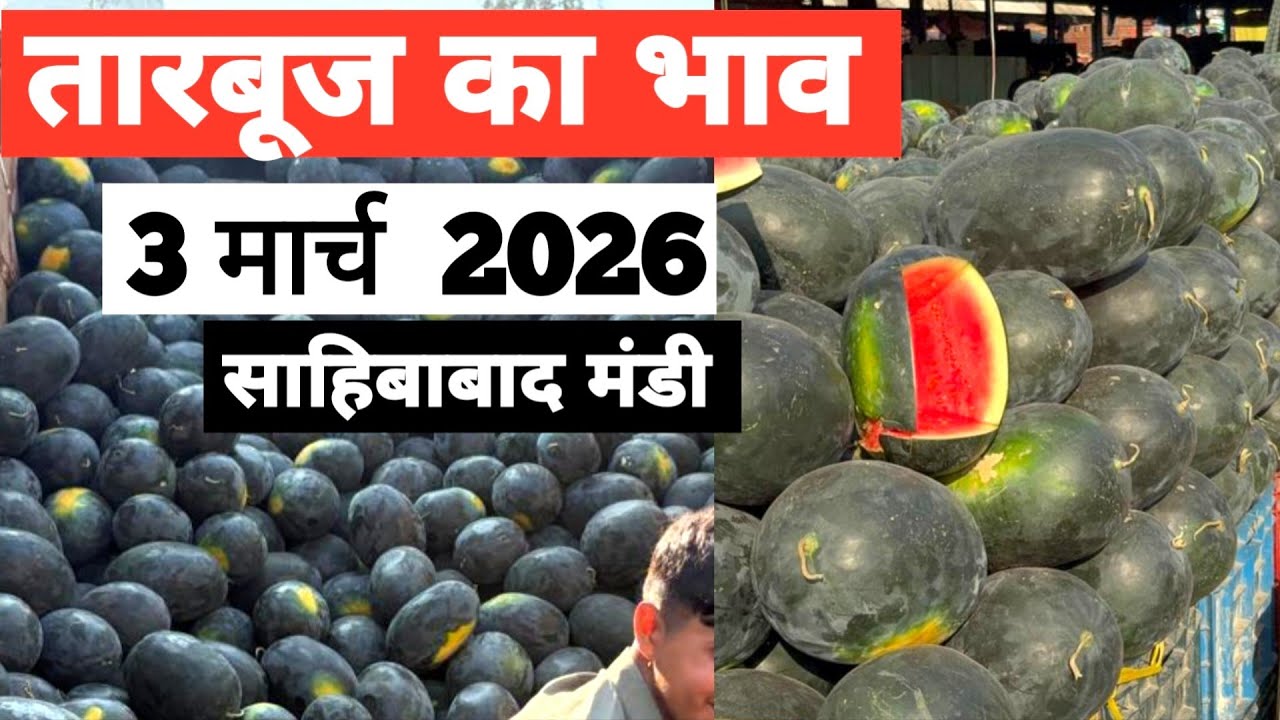 3 March 2026 🍉तारबूज़ का भाव साहिबाबाद मंडी Today Watermelon Rate in Sahibabad Mand |Bharat ke Bazar