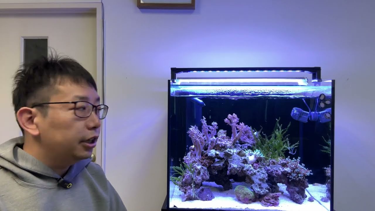 I've set up a 60cm saltwater fish tank, so I'd like to introduce