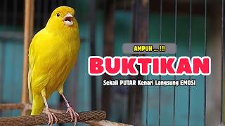 Suara PANCINGAN Kenari PAUD Belajar Bunyi Ngeriwik, Kenari GACOR Panjang | Masteran Kenari Paud #768