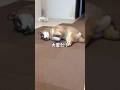 シニア犬を攻撃しているのは？