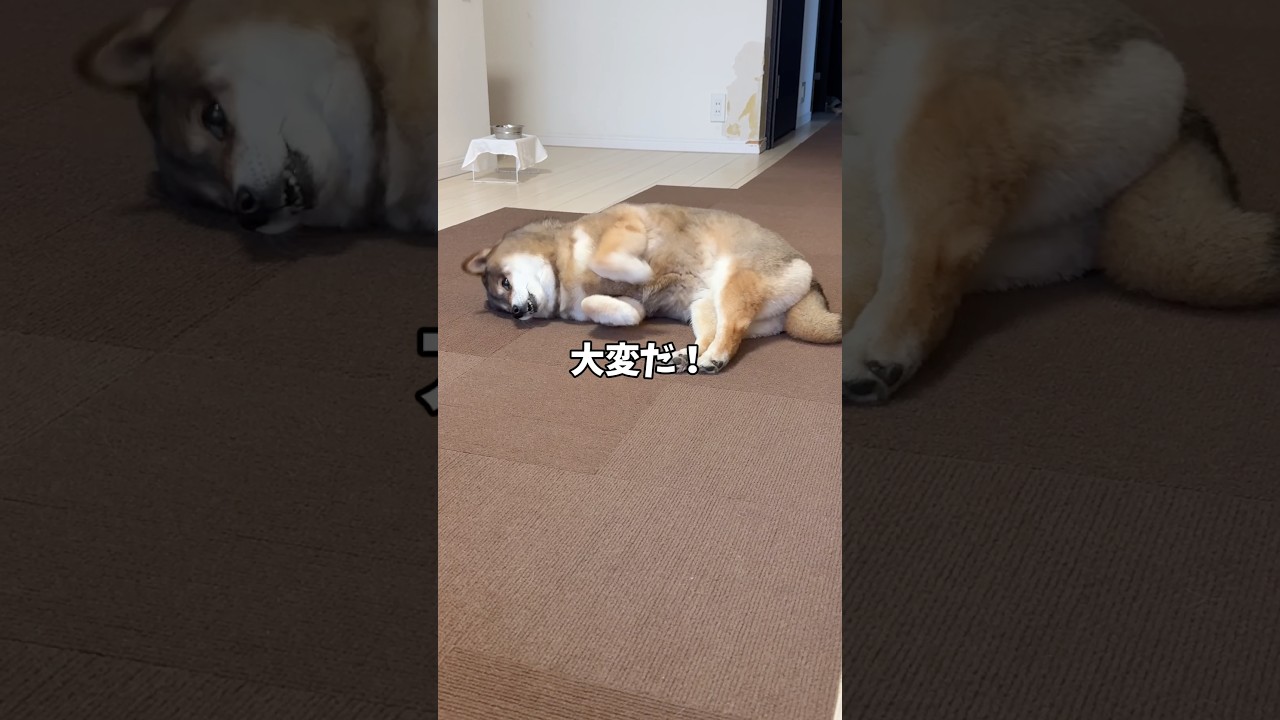 シニア犬を攻撃しているのは？