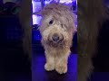 Dog goes through emo phase #emo #grooming #goldendoodle