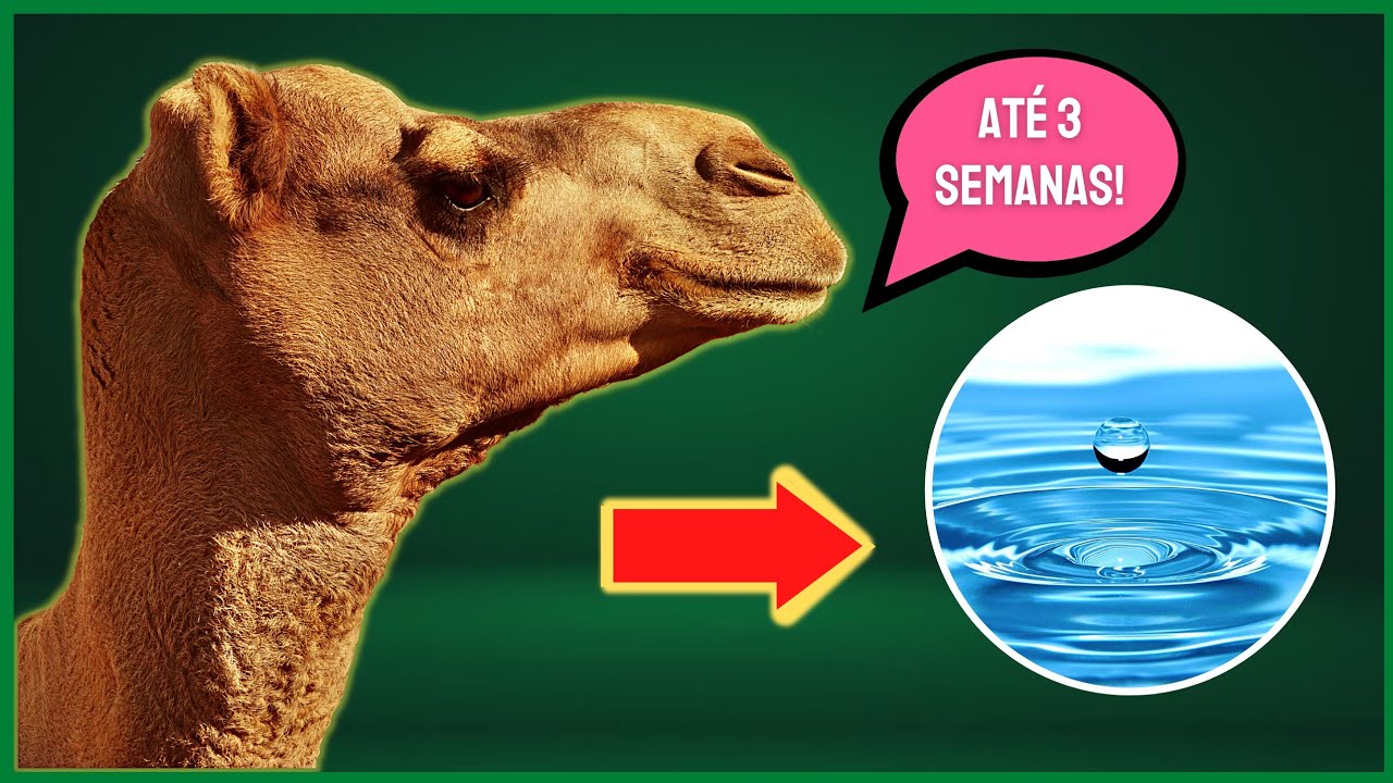 COMO OS CAMELOS CONSEGUEM FICAR TANTO TEMPO SEM BEBER ÁGUA? - YouTube