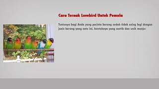 'Cara Mudah Ternak Burung LoveBird Untuk Pemula'