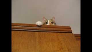 Kitty is watching you/ Котэ следит за тобой