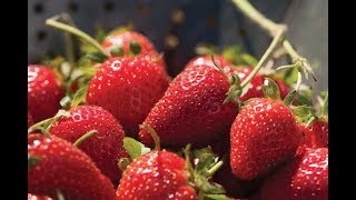 Detailed 10 Amazing Health Benefits Of Strawberry || Health Tips Information