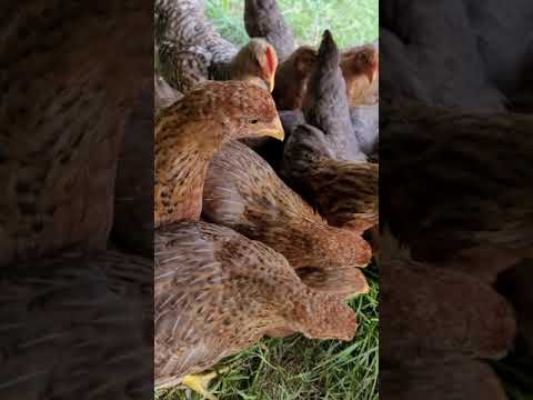 Video: Apakah ayam bielefelder ramah?