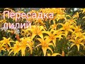 Пересадка лилий осенью. Как пересаживать лилии.