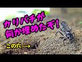 【証拠映像】カリバチが穴に何かを埋めた⁉【#昆虫 #自然観察 #オオシロフクモバチ】