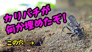 【証拠映像】カリバチが穴に何かを埋めた⁉【#昆虫 #自然観察 #オオシロフクモバチ】