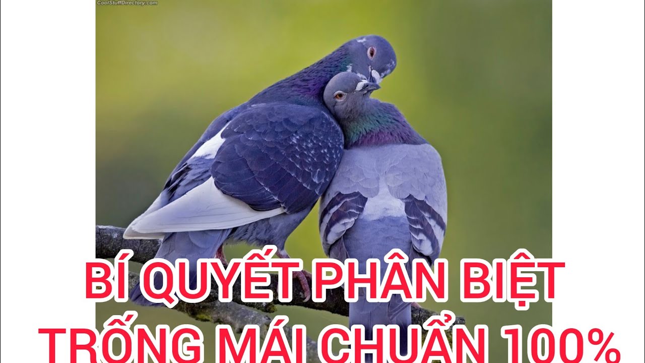 BÍ QUYẾT PHÂN BIỆT TRỐNG MÁI - CHIM BỒ CÂU PHÁP