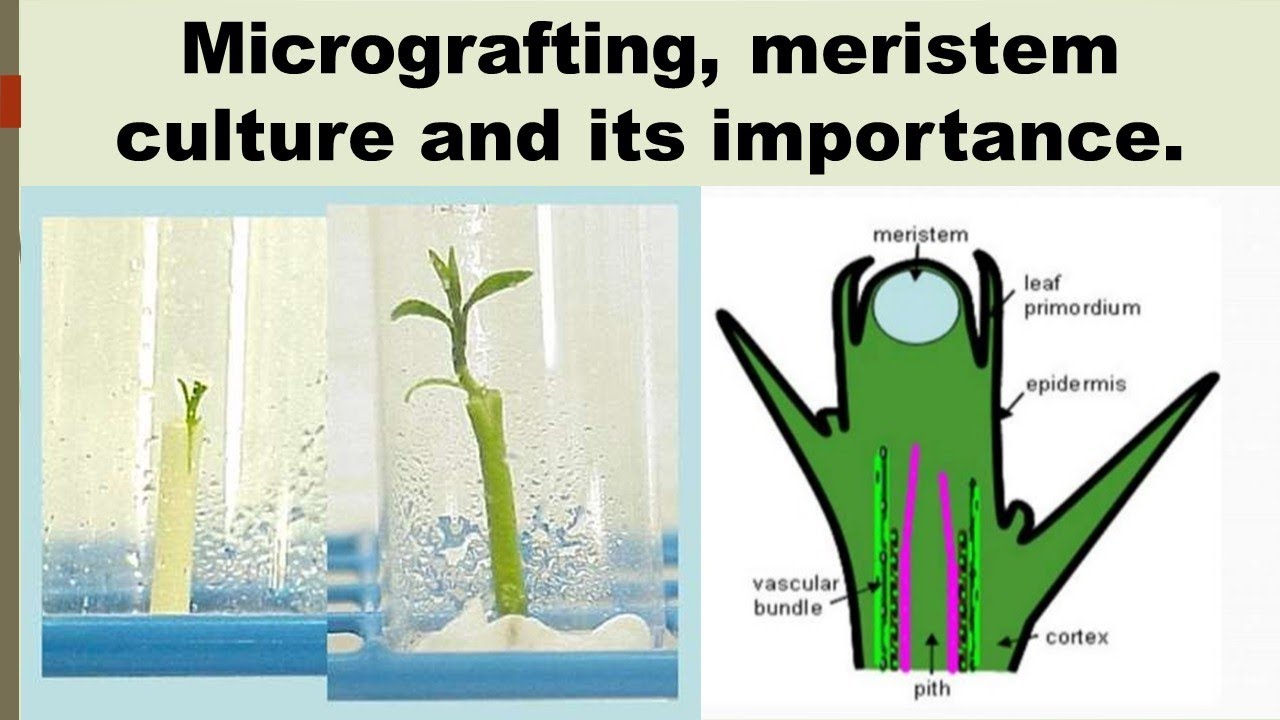 Micrografting, Meristem culture and it's importance