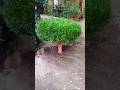 ഈ Border Grass ഇങ്ങനെ സെറ്റ് ചെയ്ത് നോക്കു! #shorts #trending #youtubeshorts #viral #explore